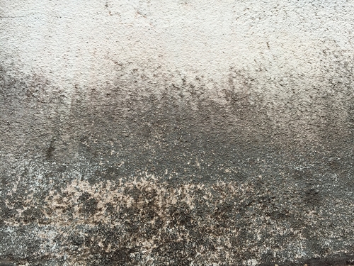 How To Rid Your Home Of Mold Growth Rytech Home Mold Growth May Represent Anything From A Verified Toxic Health Hazard To An Unpleasant Annoyance You D Prefer Not Live With