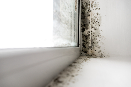 As If Water Damage Isn T Enough Now You Ve Got Mold To Deal With Mold In The Home