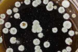 flood damage repair knoxville