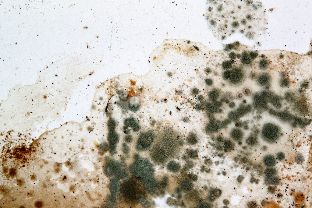 How To Stop Mold Growth In Its Tracks Rytech Mold Growth Inside A Home Is Dynamic Process That Requires Very Specific Conditions To Thrive Dormant Spores Exist Everywhere In Nature
